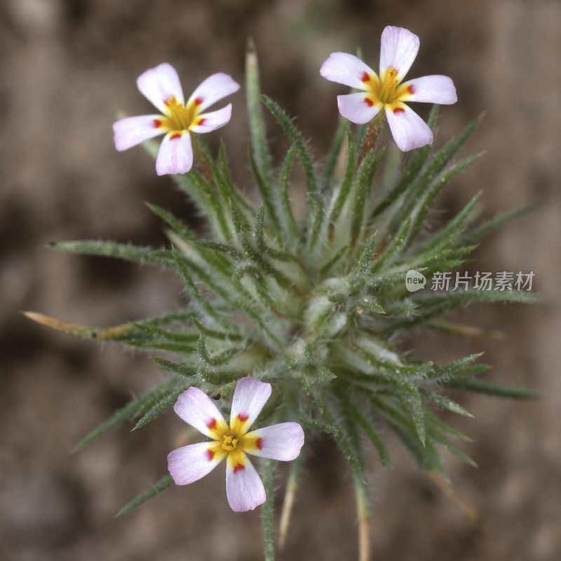 Leptosiphon ciliatus是一种一年生草本植物，原产于加利福尼亚，在北美西部的其他地方也有发现。花荵科。Whiskerbrush。